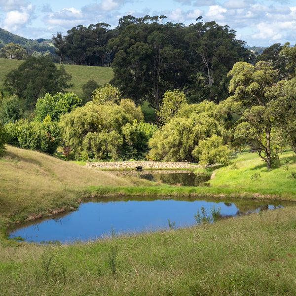 Dam cleaning and maintenance in Western Sydney with clear water and restored dam banks surrounded by rural landscape by West Sydney Landscapes.