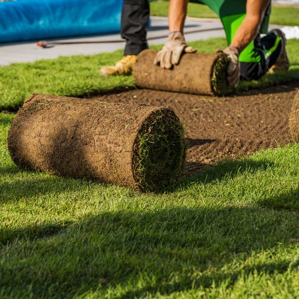 Turf preparation and laying in Western Sydney with workers rolling fresh lawn onto levelled soil by West Sydney Landscapes